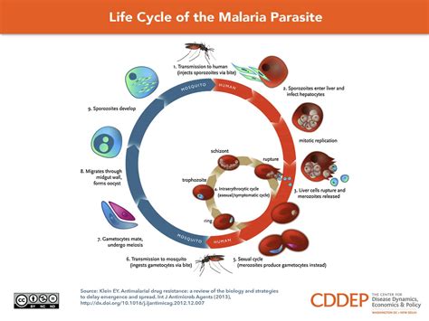 Anopheles Mosquito Life Cycle