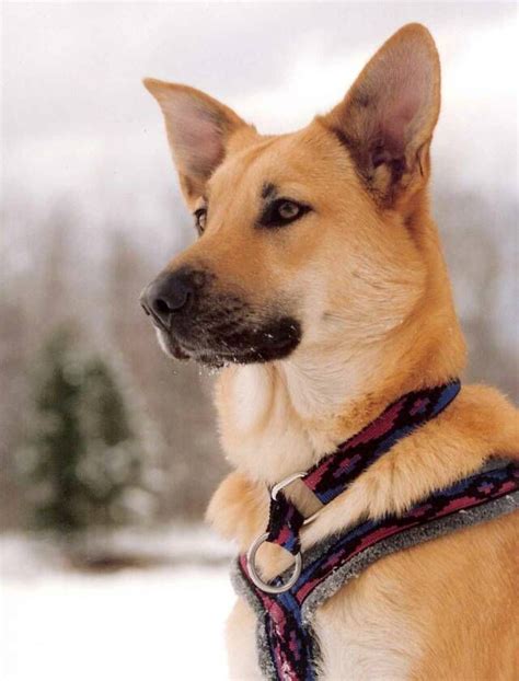 26 best chinook dog images on Pinterest | Chinook dog, Sled dogs and Pets