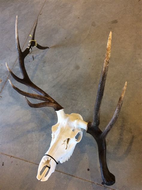 Club-Antlered Bull Elk Skull