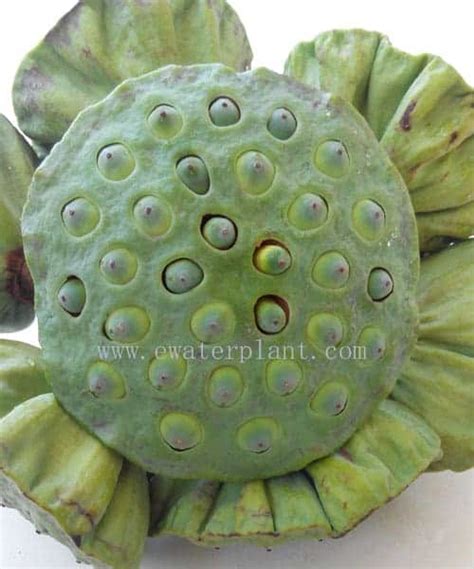 How to propagate lotus from seed : 6 Steps