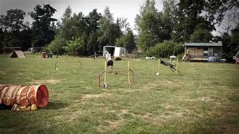 Dutch shepherd agility - YouTube