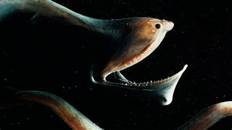 One of the strangest-looking critters in the deep water is the “Gulper Eel.