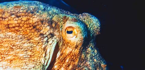 Amazing Octopus Eyes and Octopus Vision