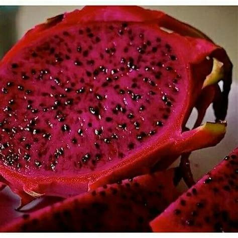 Well Watered A Grade Red Dragon Fruit Plant at Rs 15/bag in Pune | ID ...