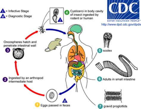 Rama Microbiology: Cestode