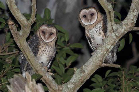 The owls of Australia - Australian Geographic