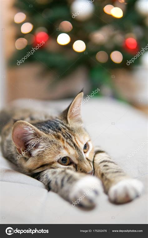 Funny Cat Christmas Tree Stock Photo by ©PEPPERSMINT 175202476