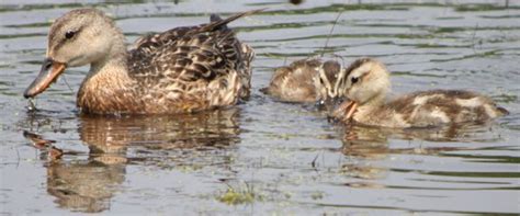 Gadwall Ducklings, or, Aaawww, Cute! - 10,000 Birds