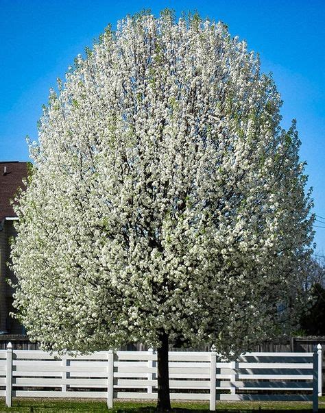 7 Best Flowering Pear Trees ideas | flowering pear tree, pear trees ...