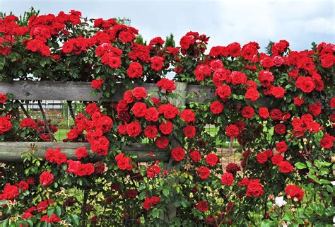 How to Grow Climbing Roses in a Small Space Garden | Small space gardening, Climbing roses, Rose ...