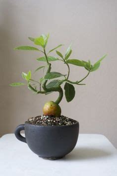 Avocado Bonsai | Avocado plant, Plants, Bonsai tree care