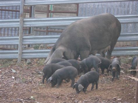 Large Black Pig | Livestock - Pigs For Sale