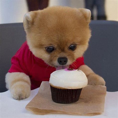 42 best images about Jiff pom on Pinterest | Cutest dogs, Instagram and Handstand