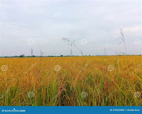 Paddy Field is Ready for Harvesting Stock Image - Image of landscape ...