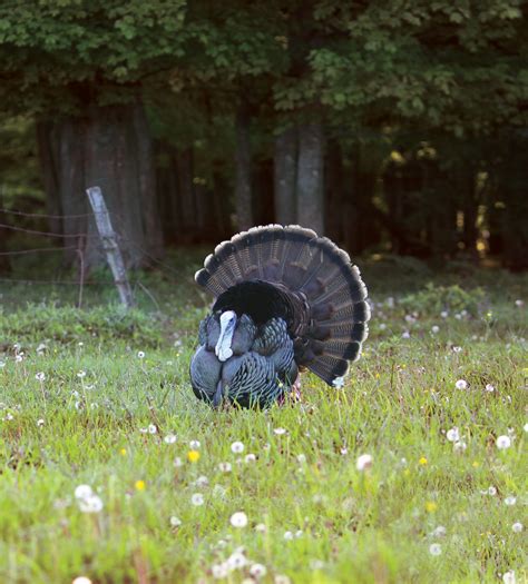 Three Days Hunting the Wild Turkey – Wrightsville Beach Magazine