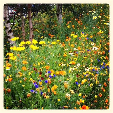 HerbBlurb Blog | Herb & Hedgerow | Wild flowers, Meadow garden ...