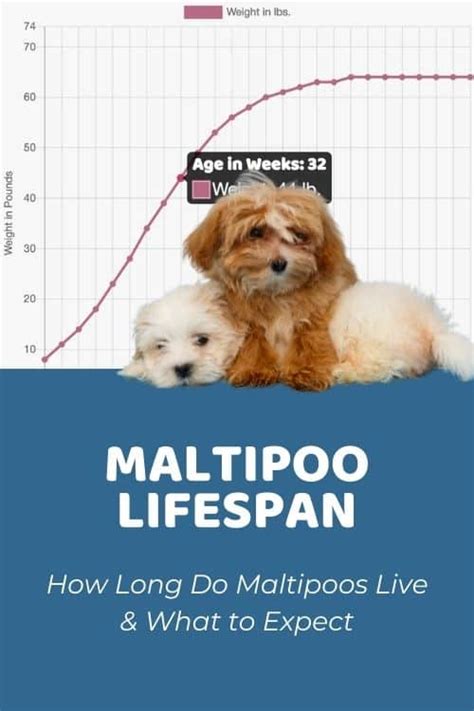 Maltipoo Size Guide, Chart, And Calculator: How Big Do Maltipoos Get? | truongquoctesaigon.edu.vn