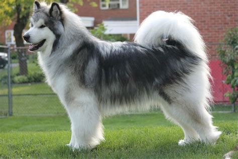 Long haired Malamute Long Haired Husky, Spitz Breeds, Alaskan Malamute, Husky Dogs, Canine, Fur ...