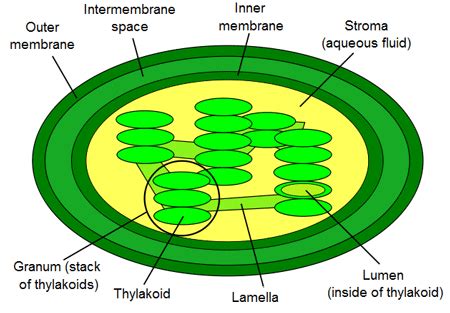 Chloroplast