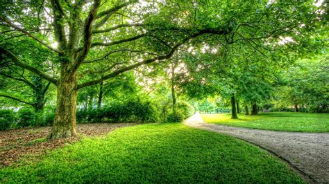 Green Trees Berlin Park High Resolution wallpaper | nature and landscape | Wallpaper Better