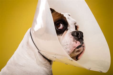 inside the plastic prison: ty foster photographs dogs in cones