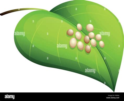 Silkworm eggs hi-res stock photography and images - Alamy