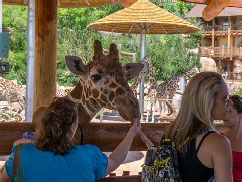 Cheyenne Mountain Zoo - Tourist Trap Review