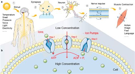 (a) Overview of neuronal communication. (1) Human body receives ...