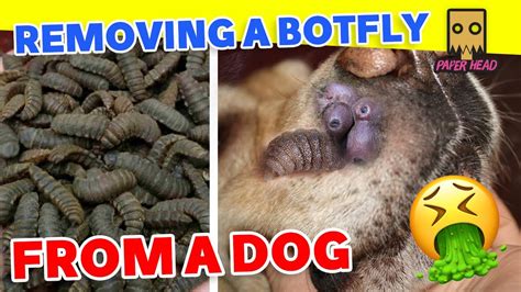 bot fly |botfly treatment |botfly larvae removal|botfly dog|botfly remova/botfly - YouTube