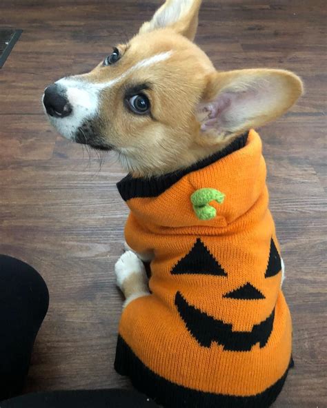 Corgi Dog Halloween Costume|Corgi Dog Halloween Costumes|Corgi Halloween Costumes|Dog Halloween ...