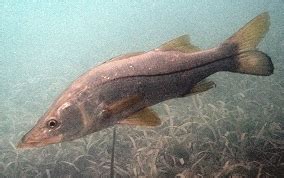 Common Snook - Centropomus undecimalis - Caribbean Fish Identification USVI