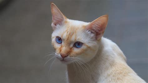 Flame Point Siamese Cat Breed Facts and Information - Pet Haver