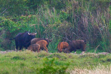 Cat Tien National Park 2 Days Tour | Discover wildlife and Nature