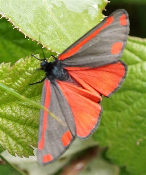 Cinnabar Moth - Copy - Cestrian Ramblers (Chester, UK)