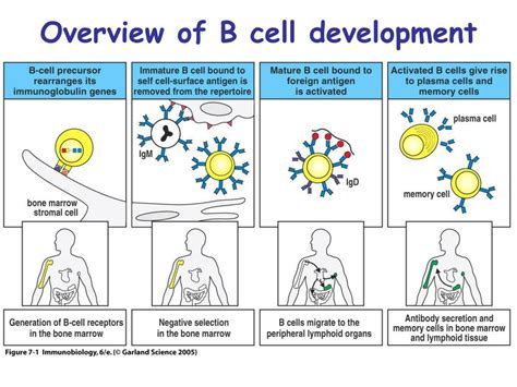 Stages Of B Cell Development