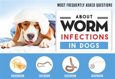 Worm Infections in Dogs - Common Questions and Answers