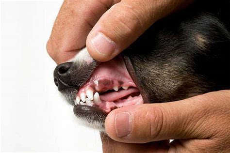 What Breeds Of Dogs Have Black Gums