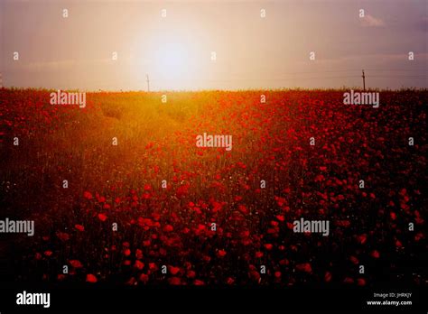 Poppy field in sunset Stock Photo - Alamy