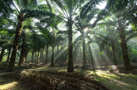 Proving oil palm plantations are sustainable | The Star