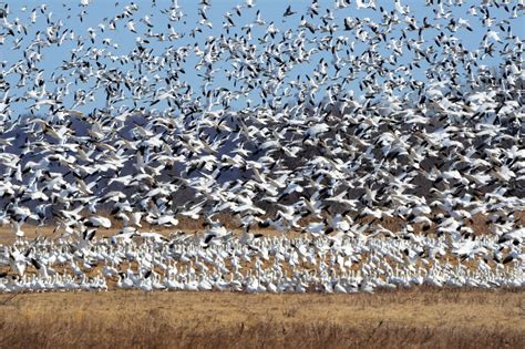 Migrating snow geese are a beautiful sight but a scientific concern - The Washington Post