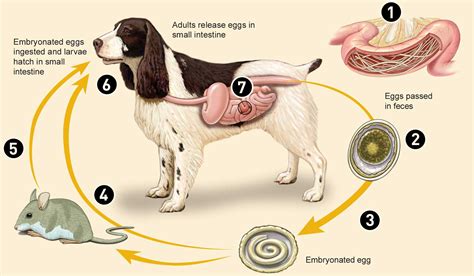 Are Dog Worms Contagious To Humans