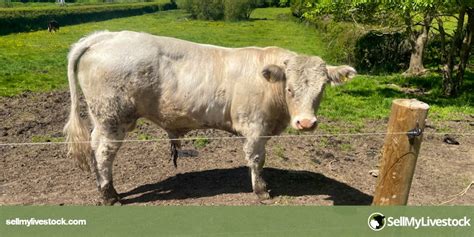 1 Pedigree Charolais Breeding Bull | SellMyLivestock - The Online ...