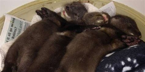 Baby Otters Lost Their Mom But Found Our Warm Bed - The Dodo