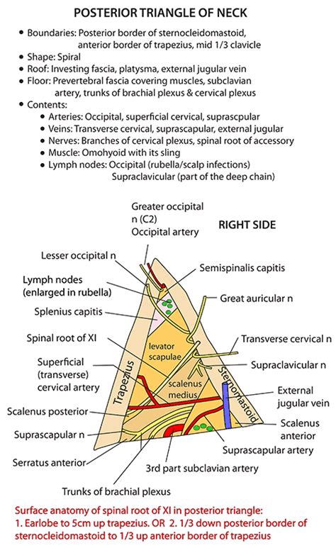 Instant Anatomy Head And Neck Areas Organs Posterior Triangle Of Neck ...