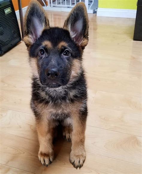 German Shepherd Puppies Nyc : GORGEOUS MALE GERMAN SHEPHERD PUPPIES FOR SALE | Dursley ...