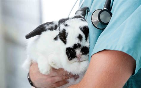 1920x1080px, 1080P free download | Black and white rabbit, pets, veterinarian, cute animals ...