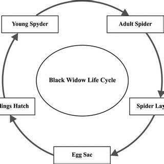 The lifecycle of black widow | Download Scientific Diagram