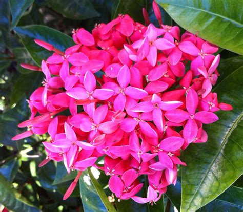 Ixora Bloom Trees To Plant, Fauna, Planting Flowers, Bloom, Tropical, Gardening, Plants, Pink ...