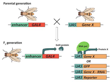 The GAL4/UAS system can be used for targeted gene expression. To obtain... | Download Scientific ...