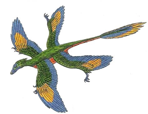 Microraptor Pictures & Facts - The Dinosaur Database